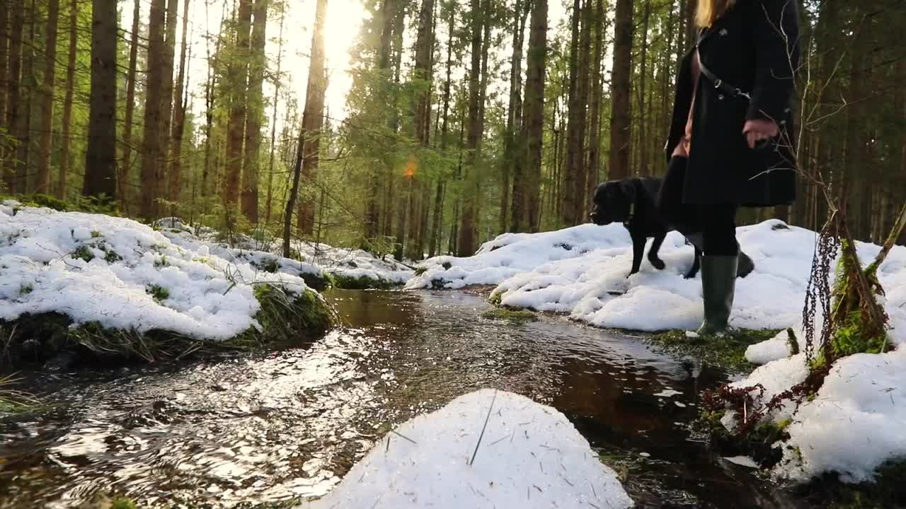 早上和拉布拉多犬一起散步视频素材