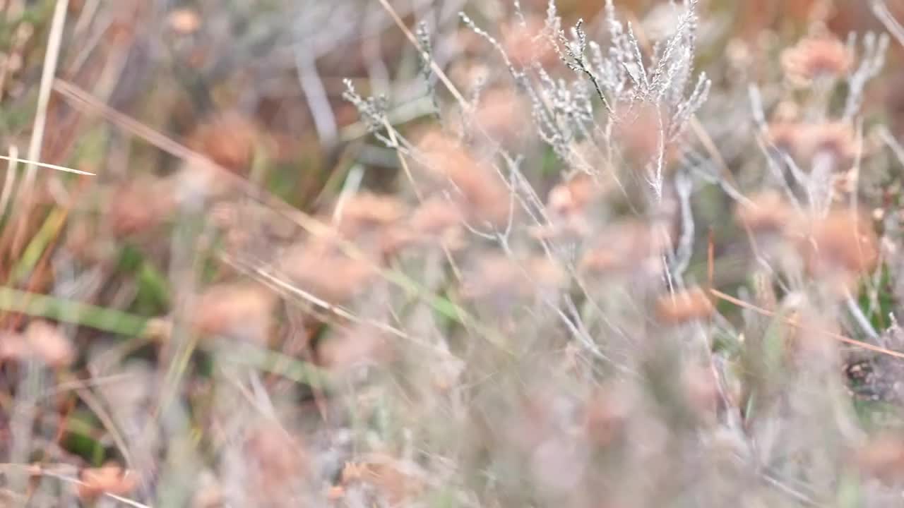 多样的草地景观视频下载