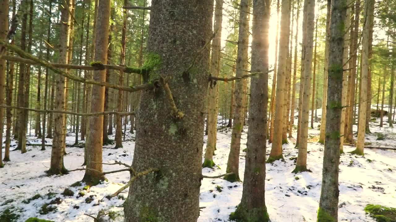 森林里的清晨视频下载