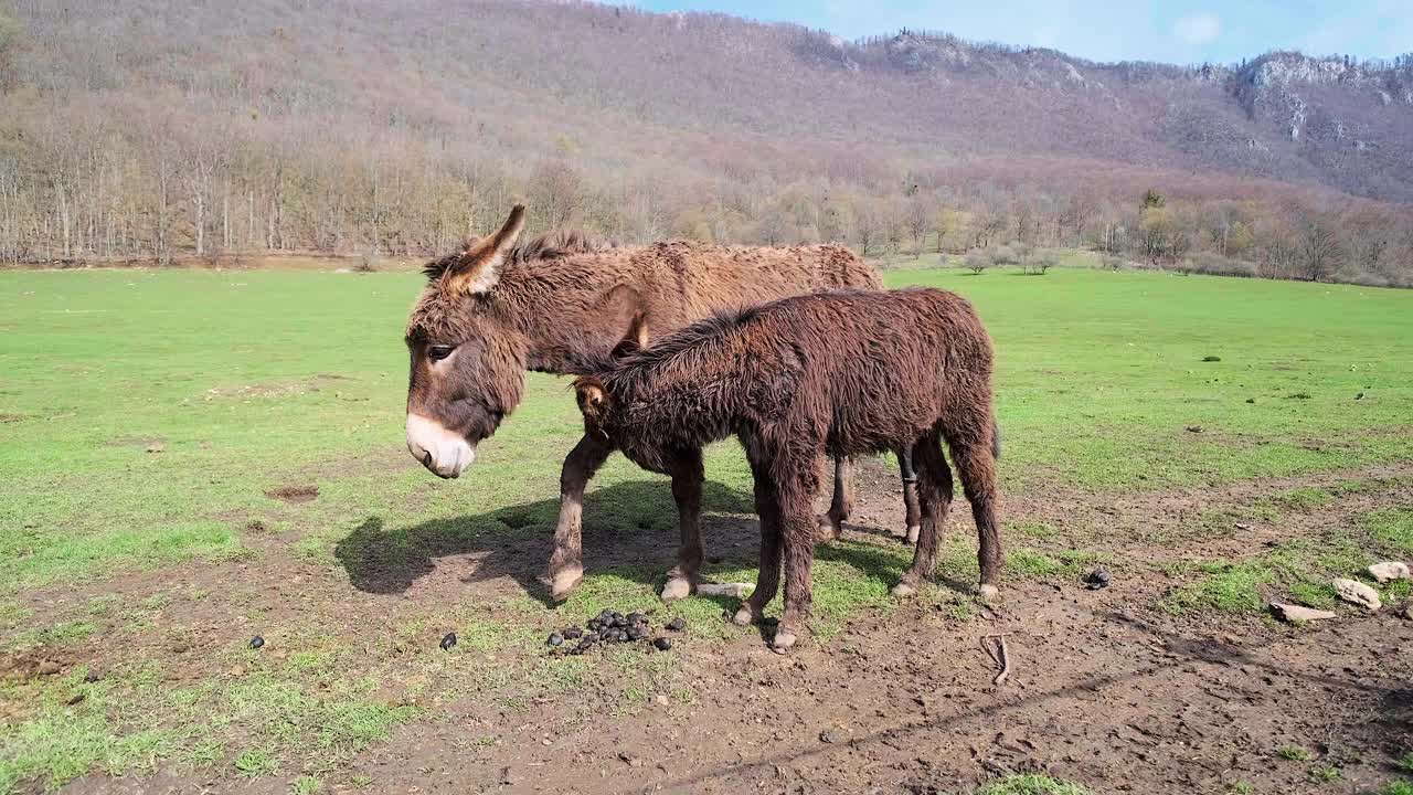 驴子和他的妈妈在草地上散步，竖起了一只幼崽视频素材