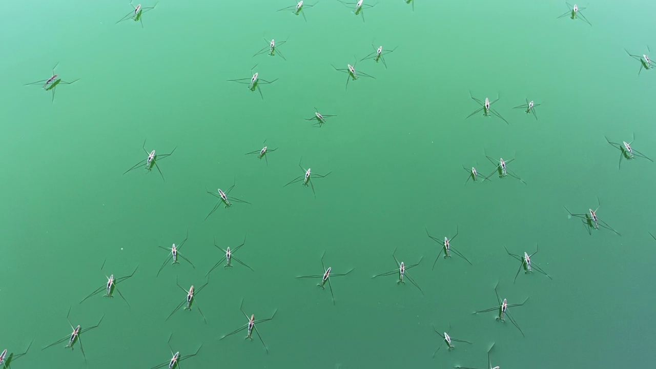 水面上的水虫视频下载