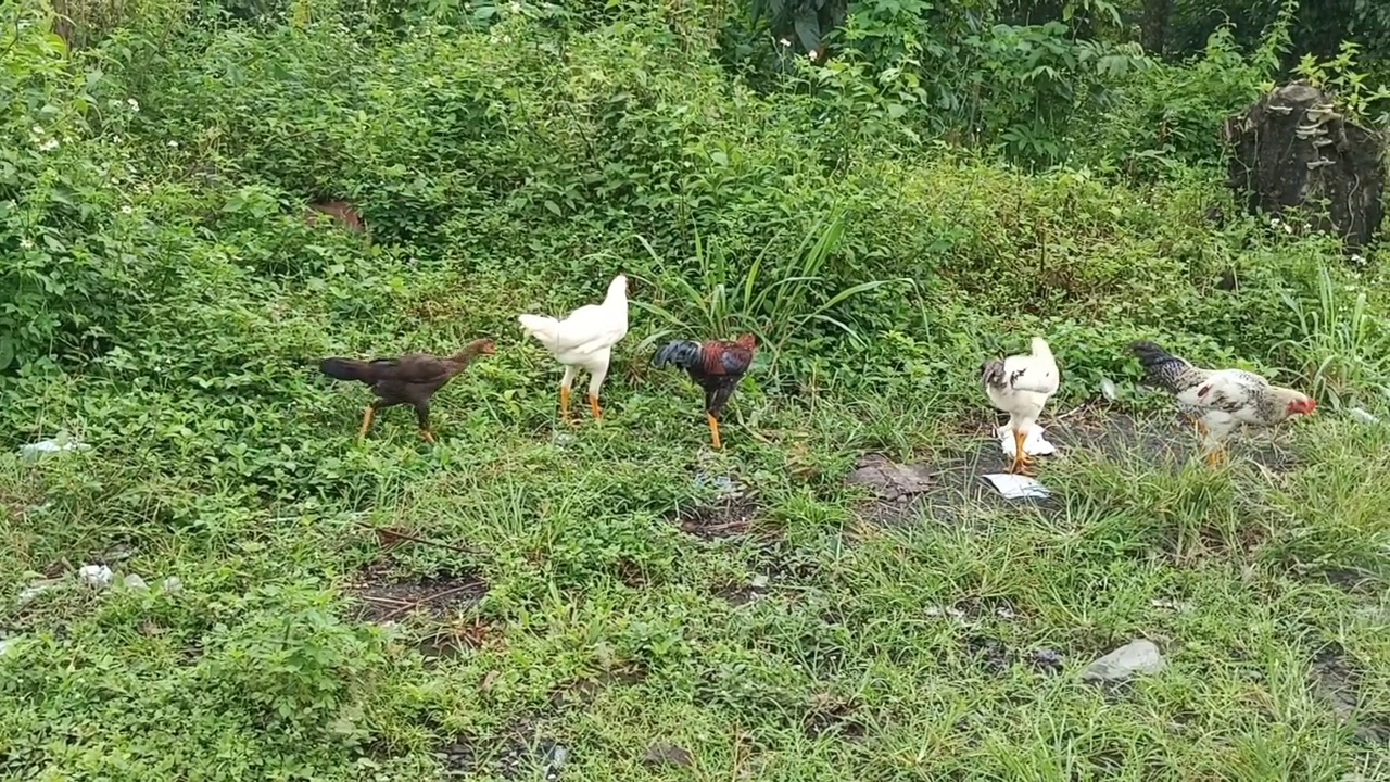 鸡觅食视频素材