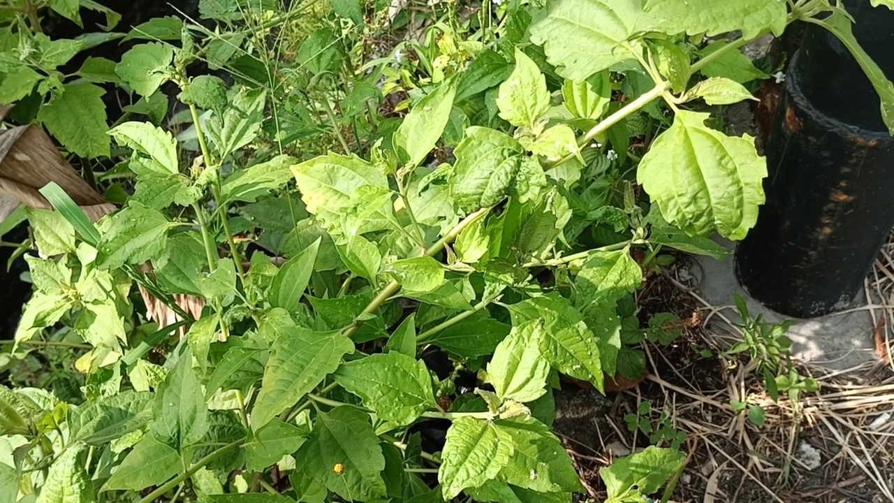 室内植物暴露在微风中视频素材