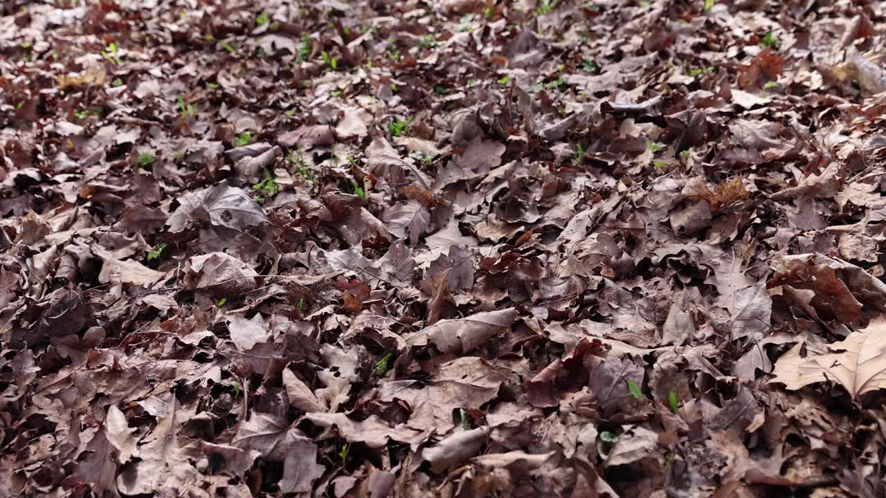 落叶:落叶时落在地上的叶子视频素材