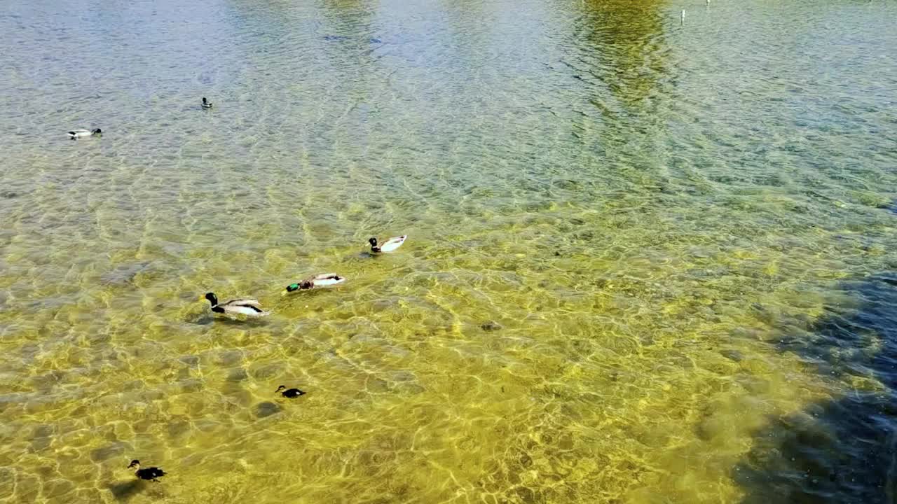 一群鸭子和鸭子在池塘里喝着水，沐浴着阳光。缓慢的运动。视频下载