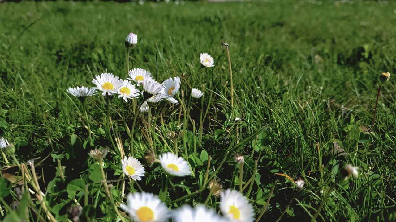 一群小野花。慢动作视频。视频下载