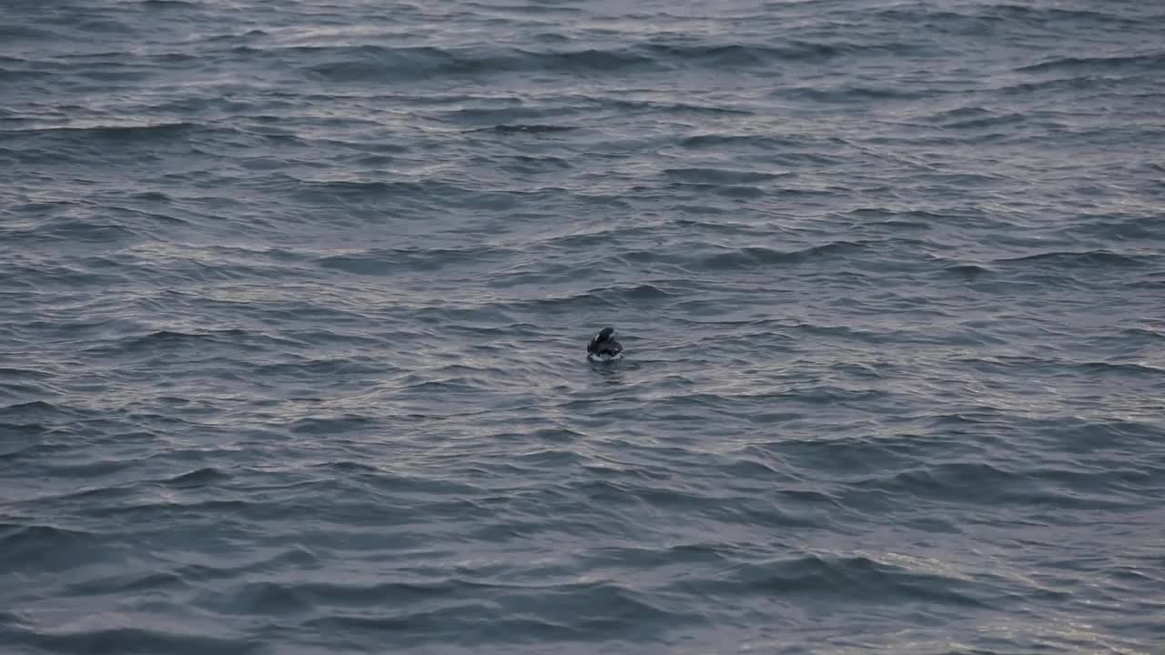 海鸟漂浮在海上等待食物视频素材