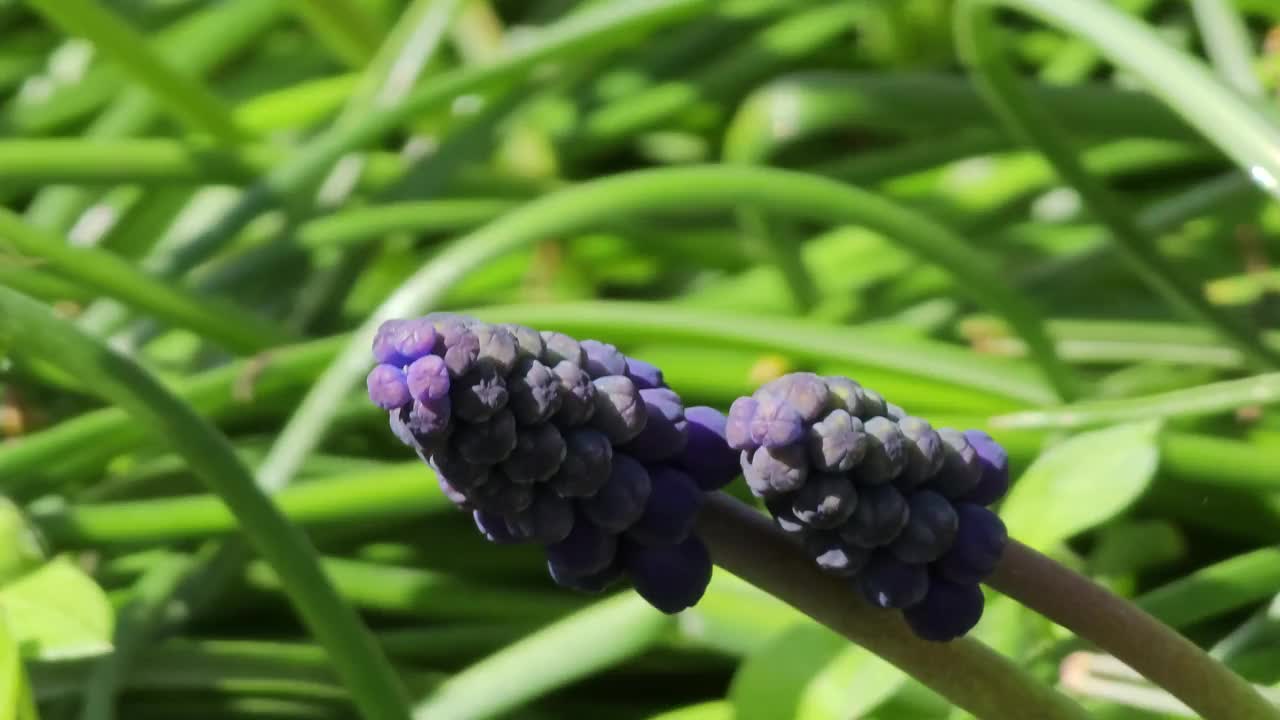 蓝色的麝香花在公园的花坛上，春日的阳光多风。有选择性的重点视频素材