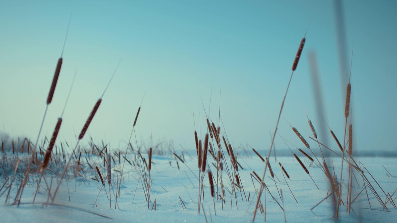 美丽的冬季景观，干芦苇在冰雪和冰冻的河流，在大自然中旅行，4K, Prores视频素材