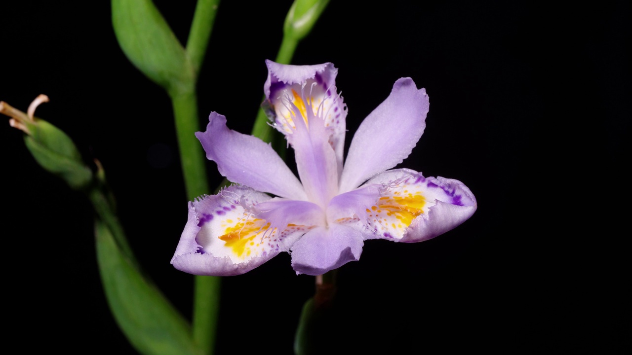 延时4k镜头的白紫色流苏鸢尾花生长从花蕾到完全开花孤立的黑色背景。视频素材