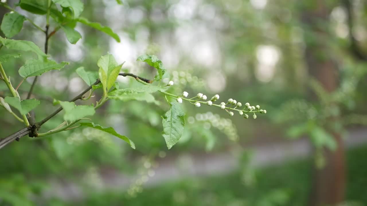 未开封颜色的鸟樱视频素材