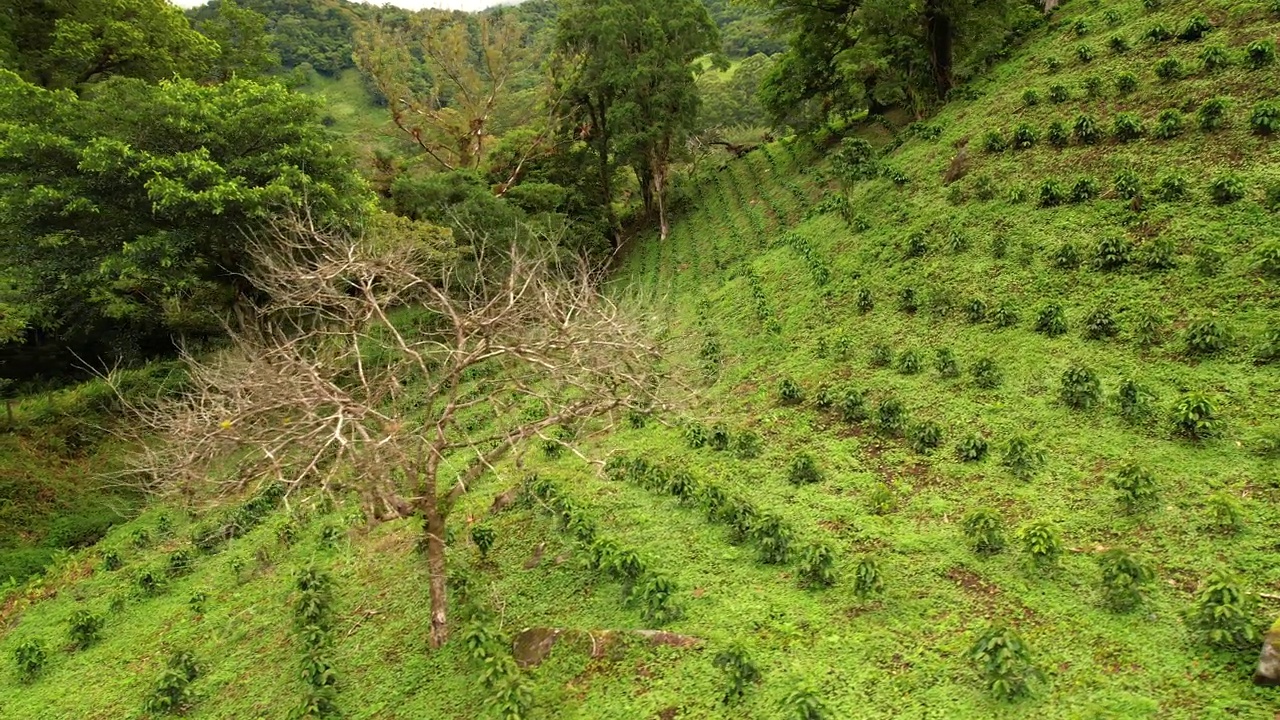 航拍:巴拿马高原气候宜人，咖啡种植园欣欣向荣视频素材