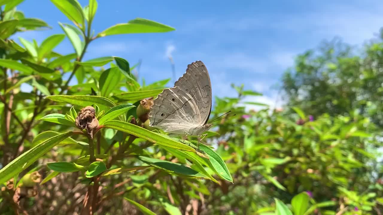 蝴蝶视频素材