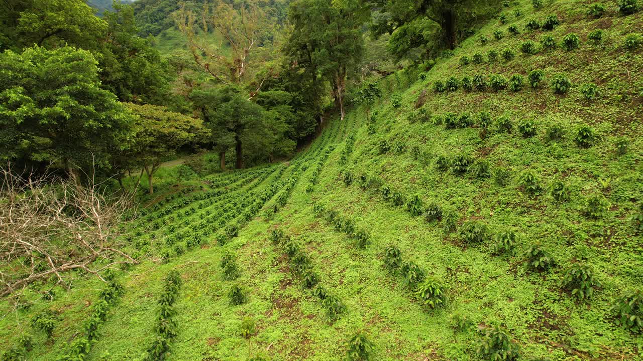 航拍:巴拿马种植园里排列整齐的咖啡树丛视频素材