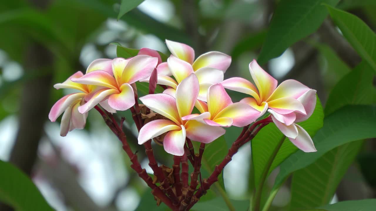 4K凤仙花在风中视频素材