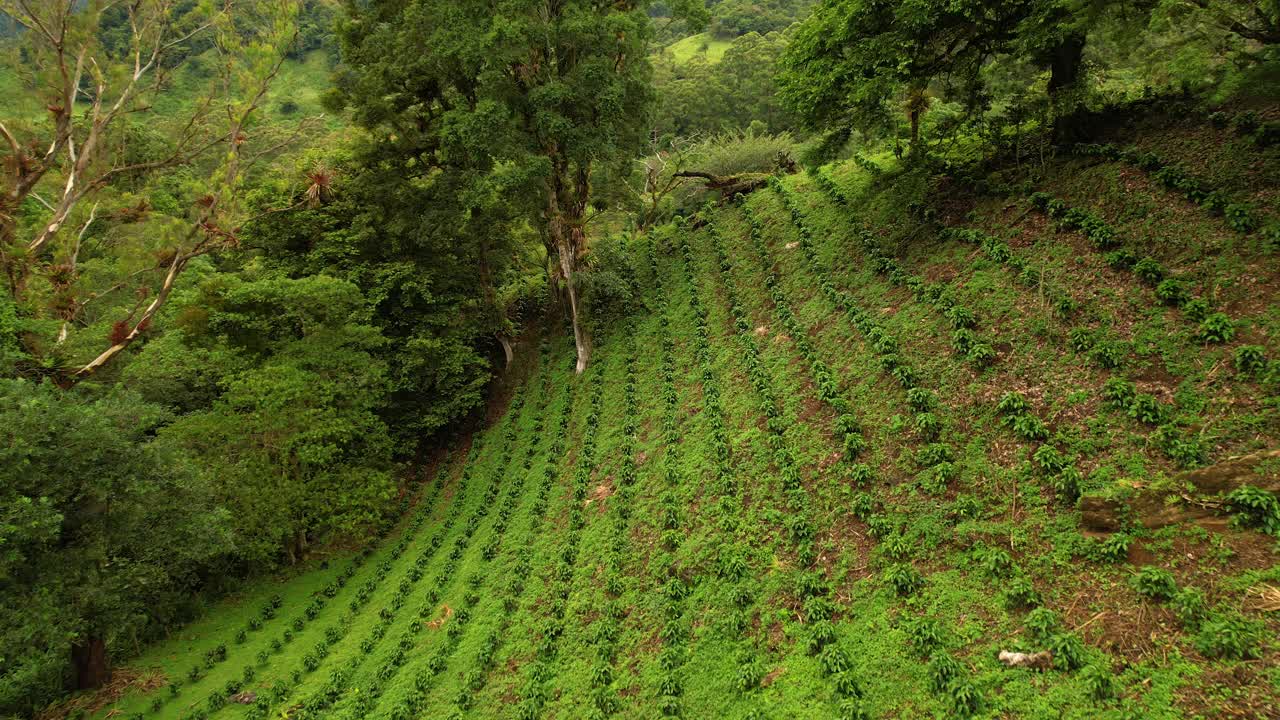 航拍:热带雨林中部大种植园里繁茂的咖啡树视频素材