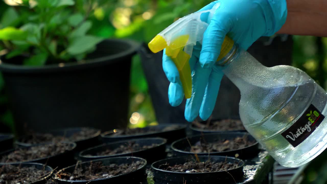 4k手持镜头，戴着蓝色手套的手在家里的小盆里给蔬菜种子浇水。视频素材