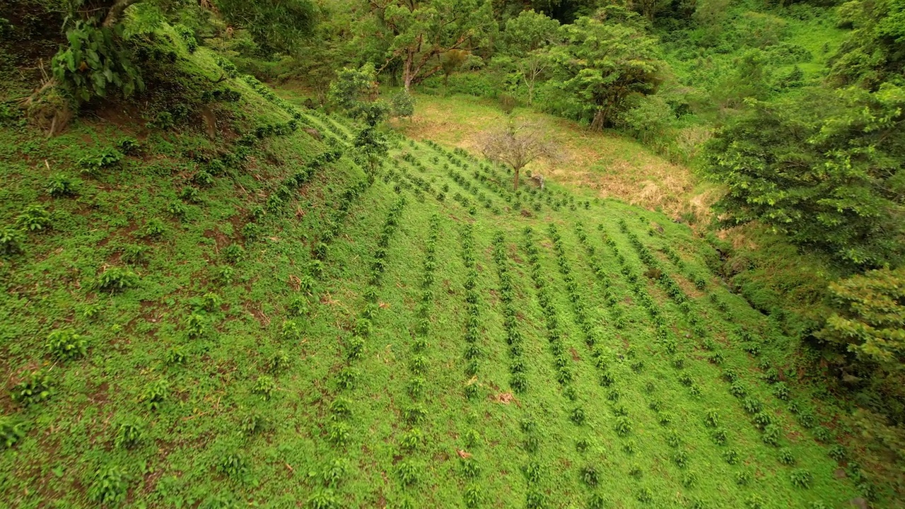 航拍:雨林中精心培育的田地，种植着茂盛的咖啡树视频素材