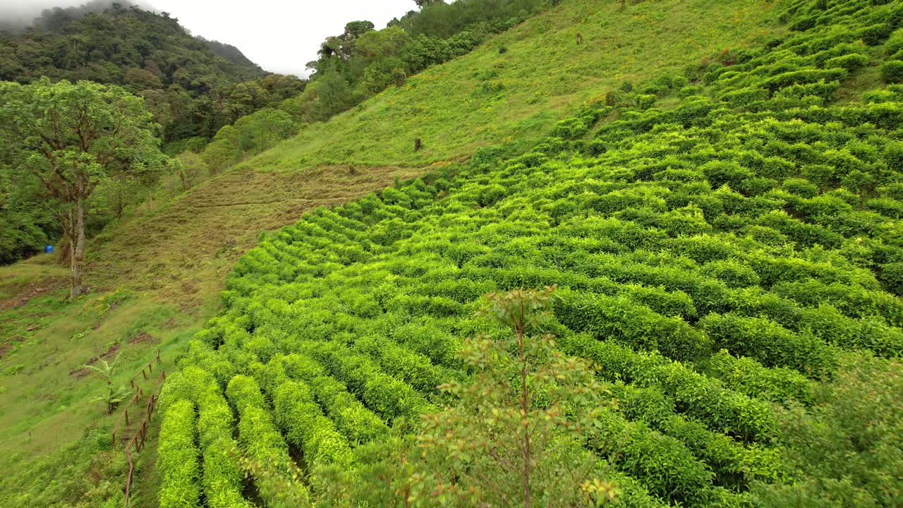 航拍:巴拿马高地陡峭斜坡上生长良好的种植园视频素材