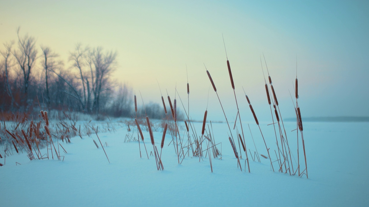 美丽的景观在冬季日出在冰冻的河流或湖泊，干芦苇在雪，4K, Prores视频素材