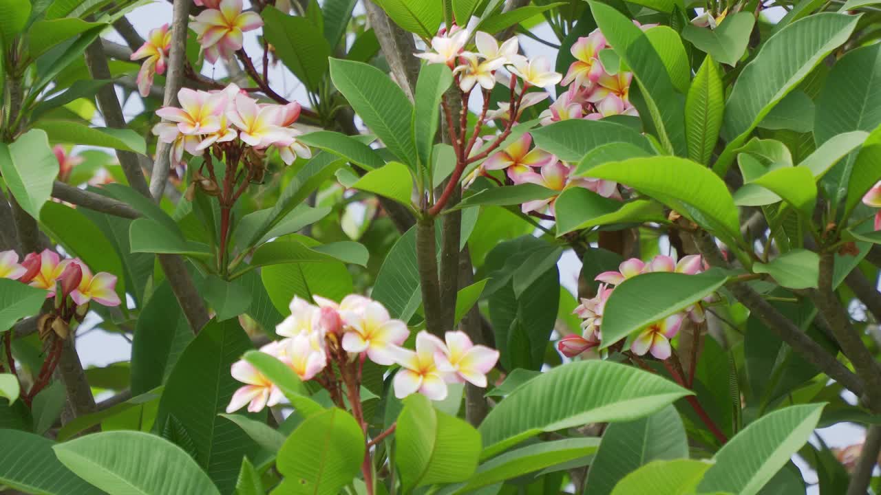 4K凤仙花在狂风暴雨来临之前视频素材