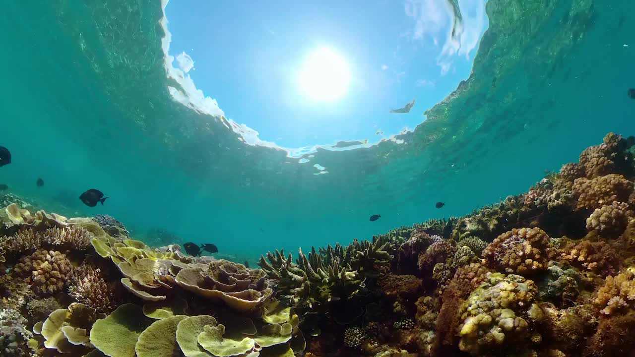 珊瑚礁和水下热带鱼。视频素材