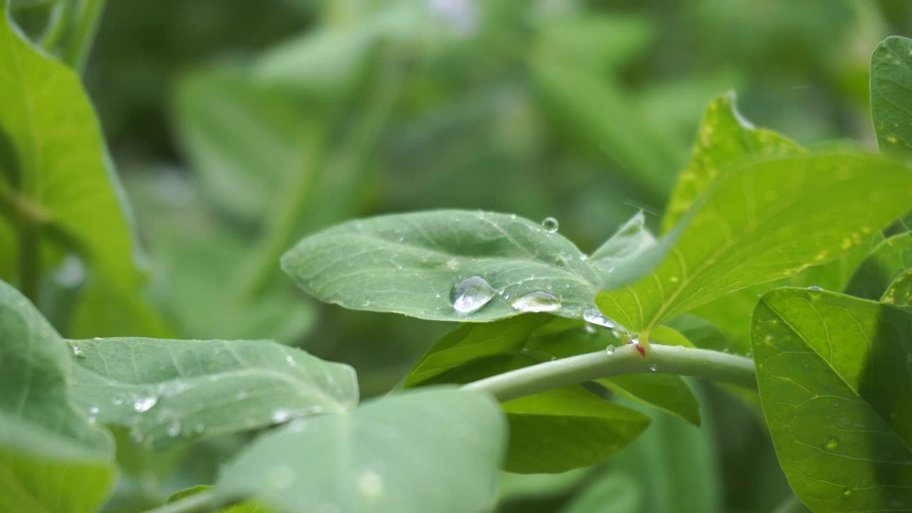 下雨时，雨滴落在绿叶上视频素材