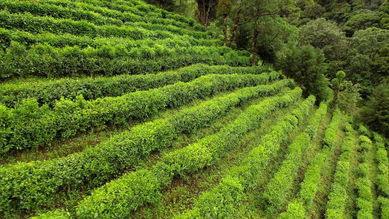 航拍:热带雨林中陡峭斜坡上郁郁葱葱的绿色种植园视频素材