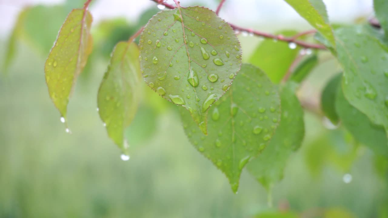 下雨时，雨滴落在绿叶上视频素材