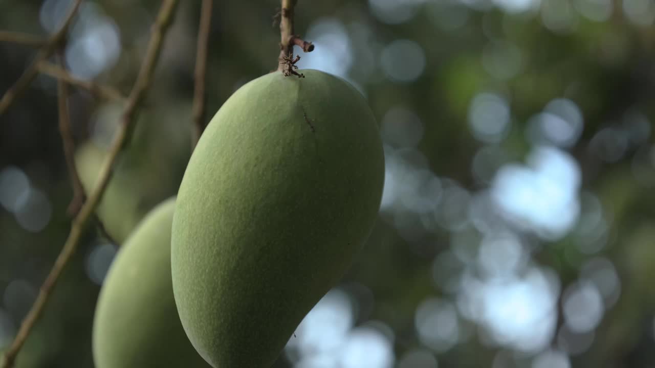 芒果果实视频素材