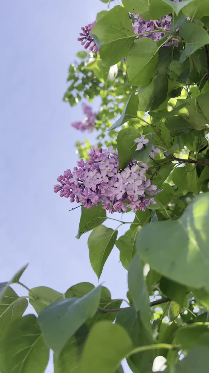 紫丁香在风中映着蓝天视频下载