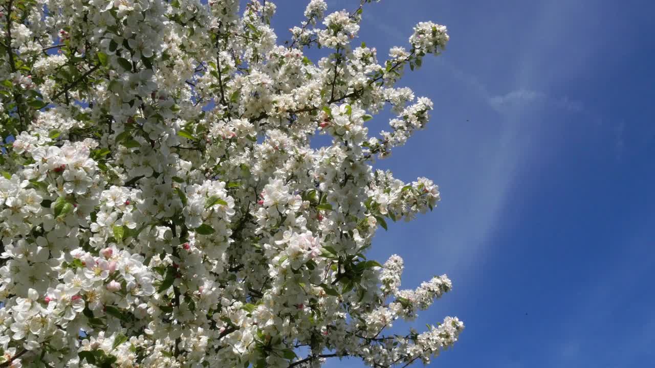 风在开花的苹果树枝，诺曼底在法国，实时4K视频素材