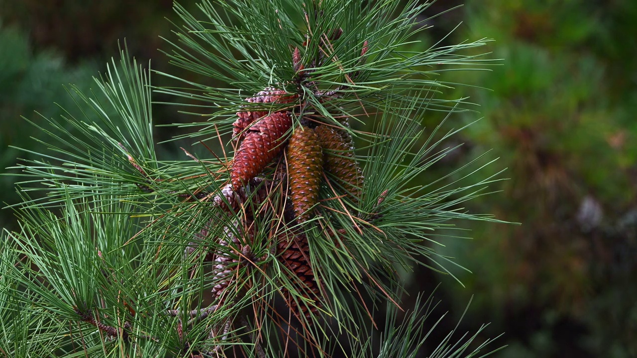 法国卢瓦尔省La Baule Escoublac，海松，pinus pinaster的树枝，显示树上的球果和针叶，实时4K视频素材