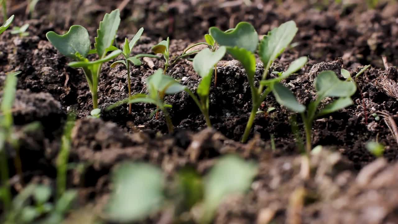 拔除幼苗上的杂草。土地种植。植物护理。土壤耕作。园艺。近距离用手撕草视频素材