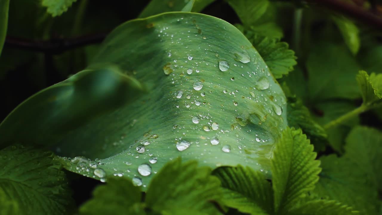 雨滴落在绿叶上。雨天的夏日花园。雨后的花园呈现出明亮的绿色视频下载