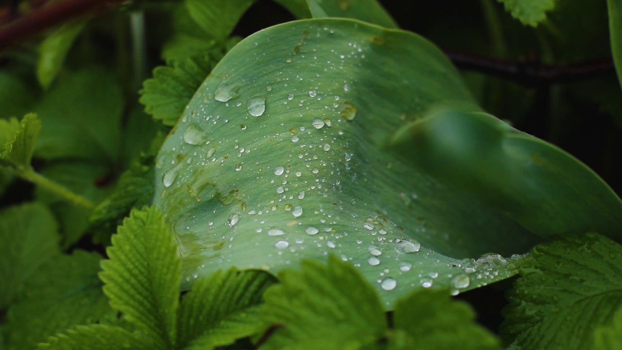 雨滴落在绿叶上。雨天的夏日花园。雨后的花园呈现出明亮的绿色视频下载