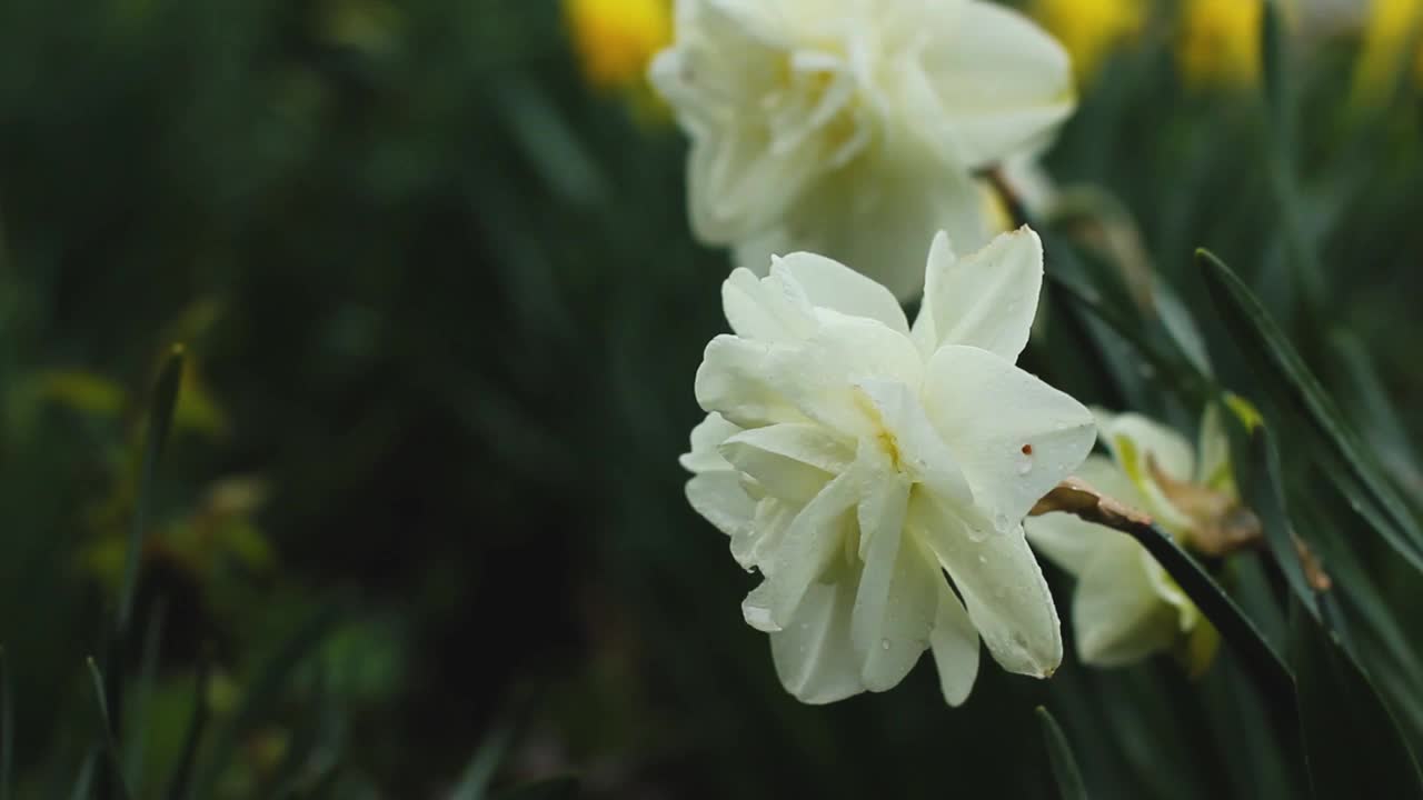 花园里的水仙花。春天的花园。白色水仙花靠近视频下载