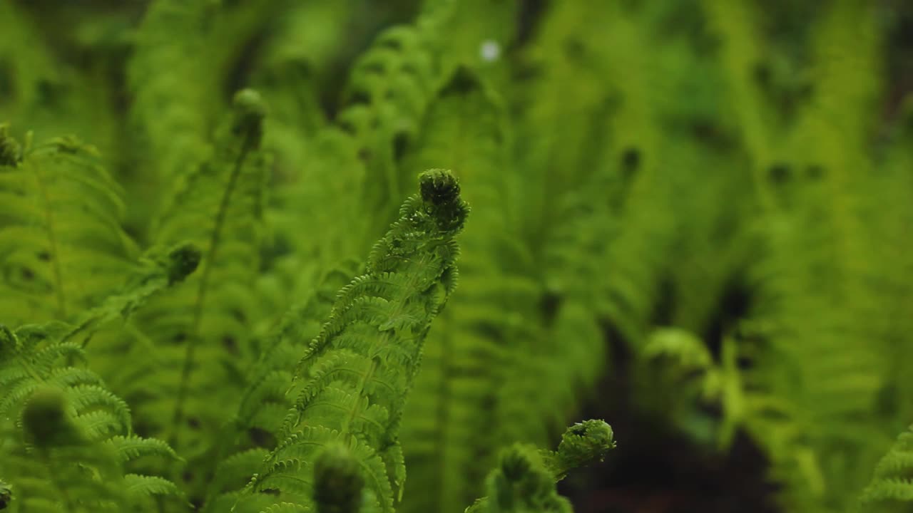 春天花园里年轻的绿蕨。院子里的绿色植物视频素材