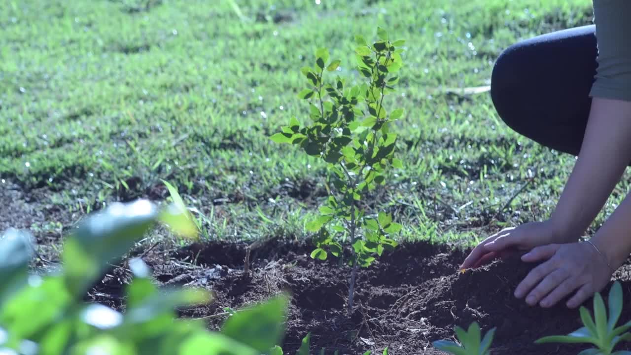 女人的手在她的花园里种植视频素材