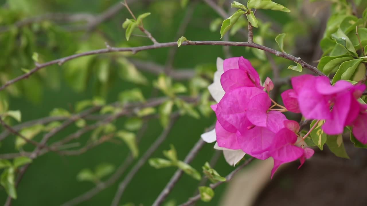 三角梅花叶视频视频素材