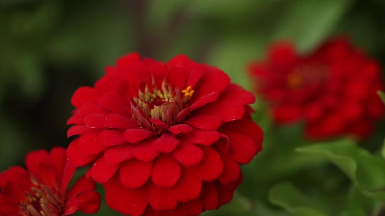 百日菊花特写视频素材