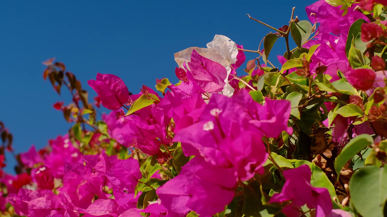 海滨度假，旅游，鲜花和晴朗的天气。棕榈树，鲜花。明媚的九重葛花，迎着蔚蓝的天空，在海边随风摇曳。埃及。玫瑰树九重葛视频素材