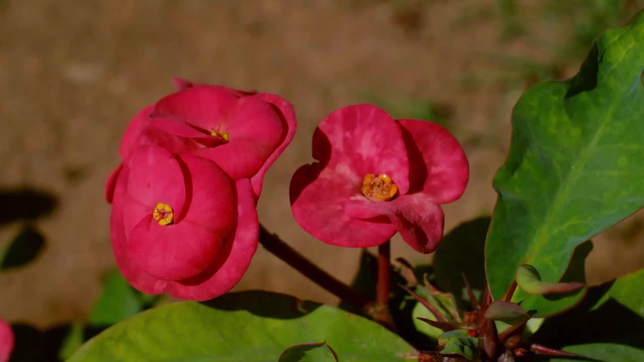 春天的花朵纹章，红色的花朵在一个夏天的埃及视频素材