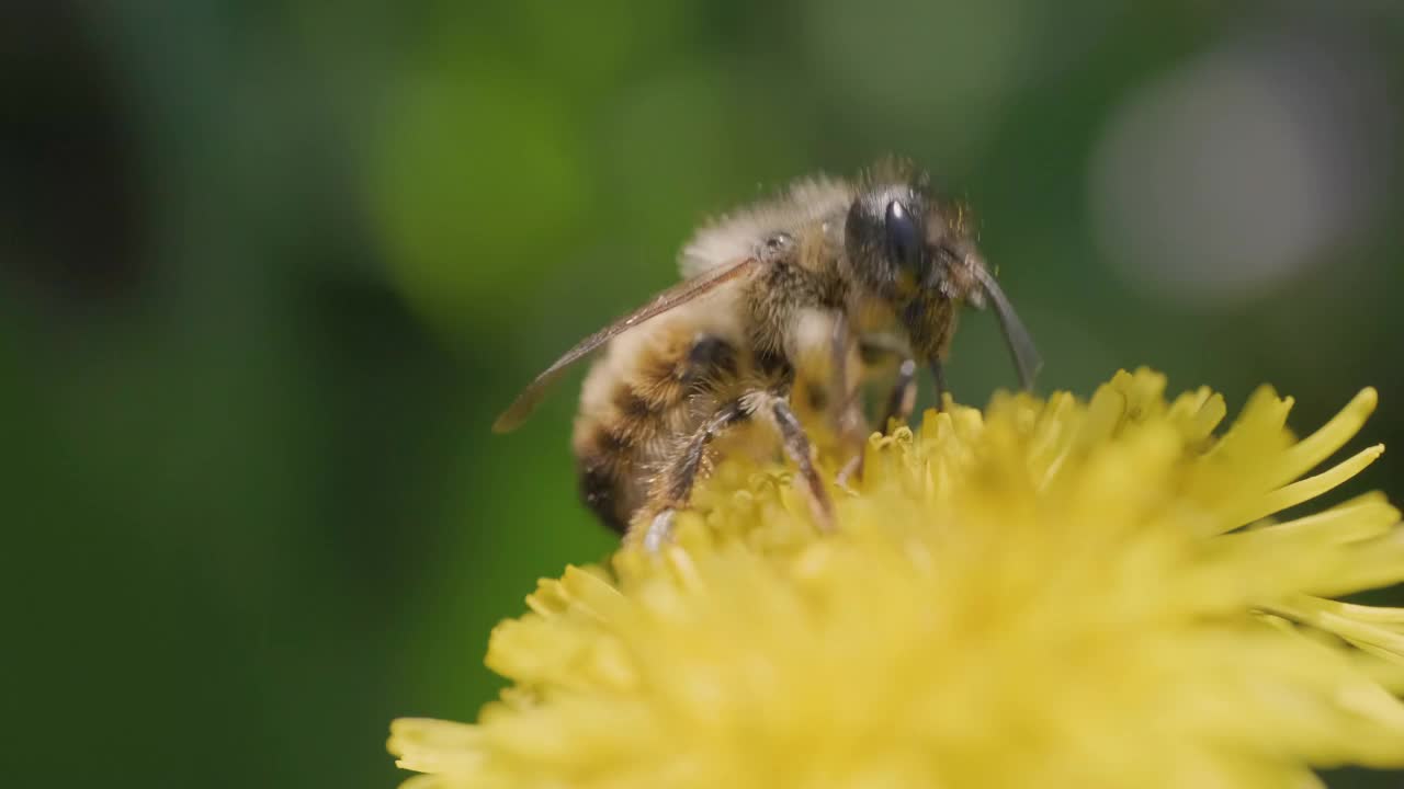 黄色花朵里的蜜蜂视频素材