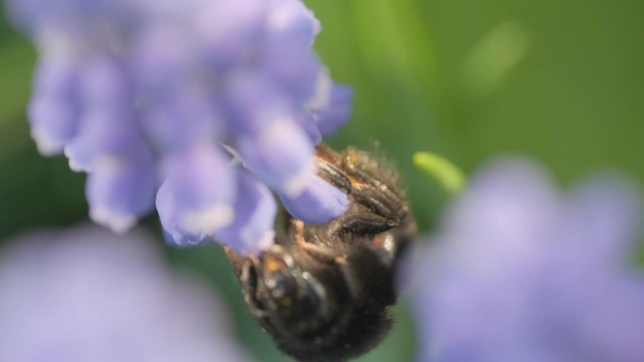 戴着蓝花的大黄蜂视频素材