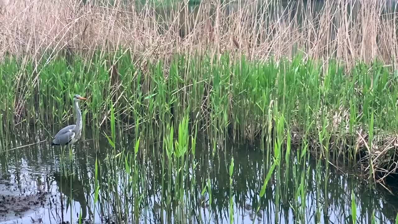 灰鹭起飞飞视频素材