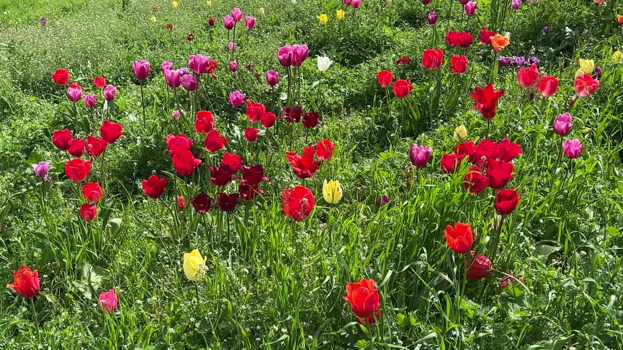 田野里的郁金香花红的，粉的，黄的，在新鲜的绿色草地上。视频素材