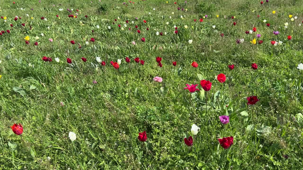 田野里的郁金香花红的，粉的，白的，黄的在绿色的草地上。视频素材