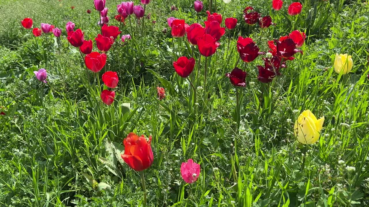 郁金香花红色，白色，粉红色，在绿色的草地上。视频素材