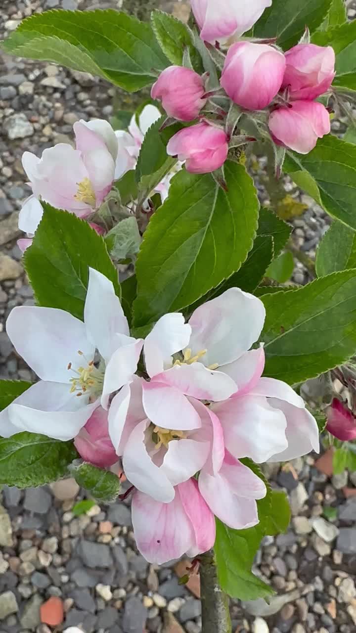 苹果花视频素材